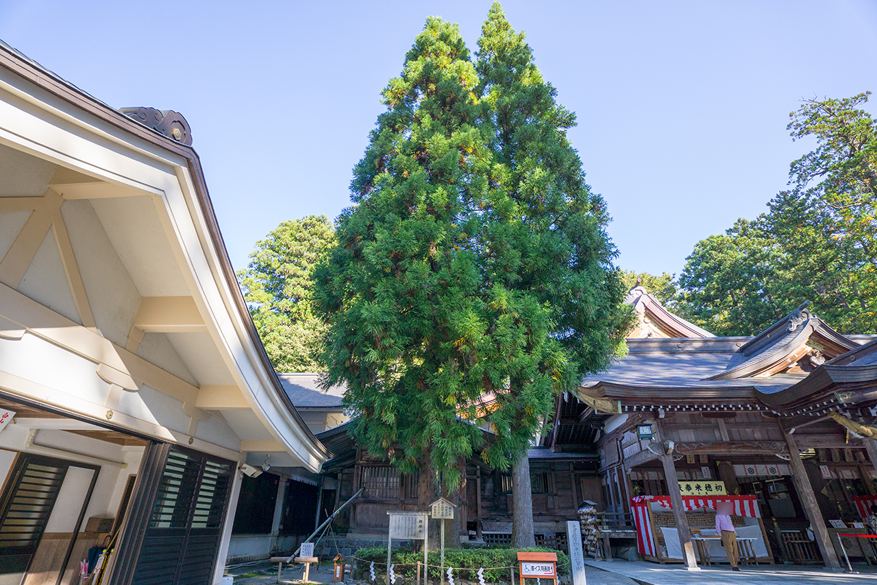 白山比咩神社 三本杉