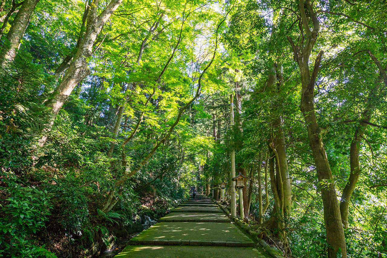 白山比咩神社 表参道 樹木