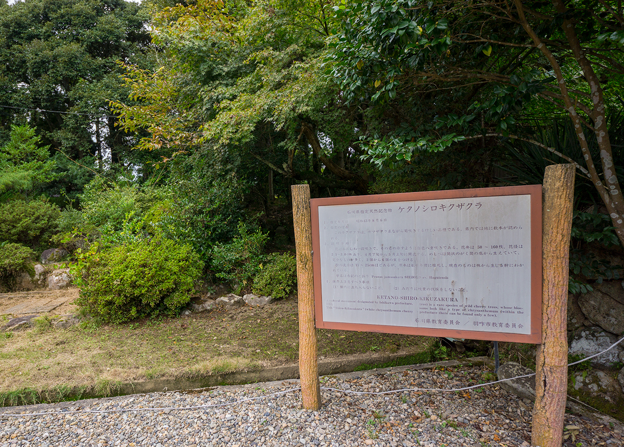気多大社 ケタノシロキクザクラ