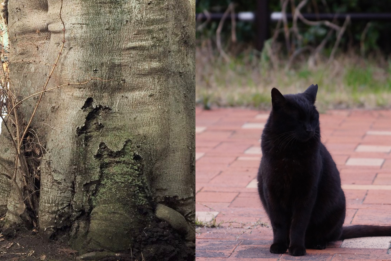 御神木裏の猫の姿にみえる部分と実際の猫