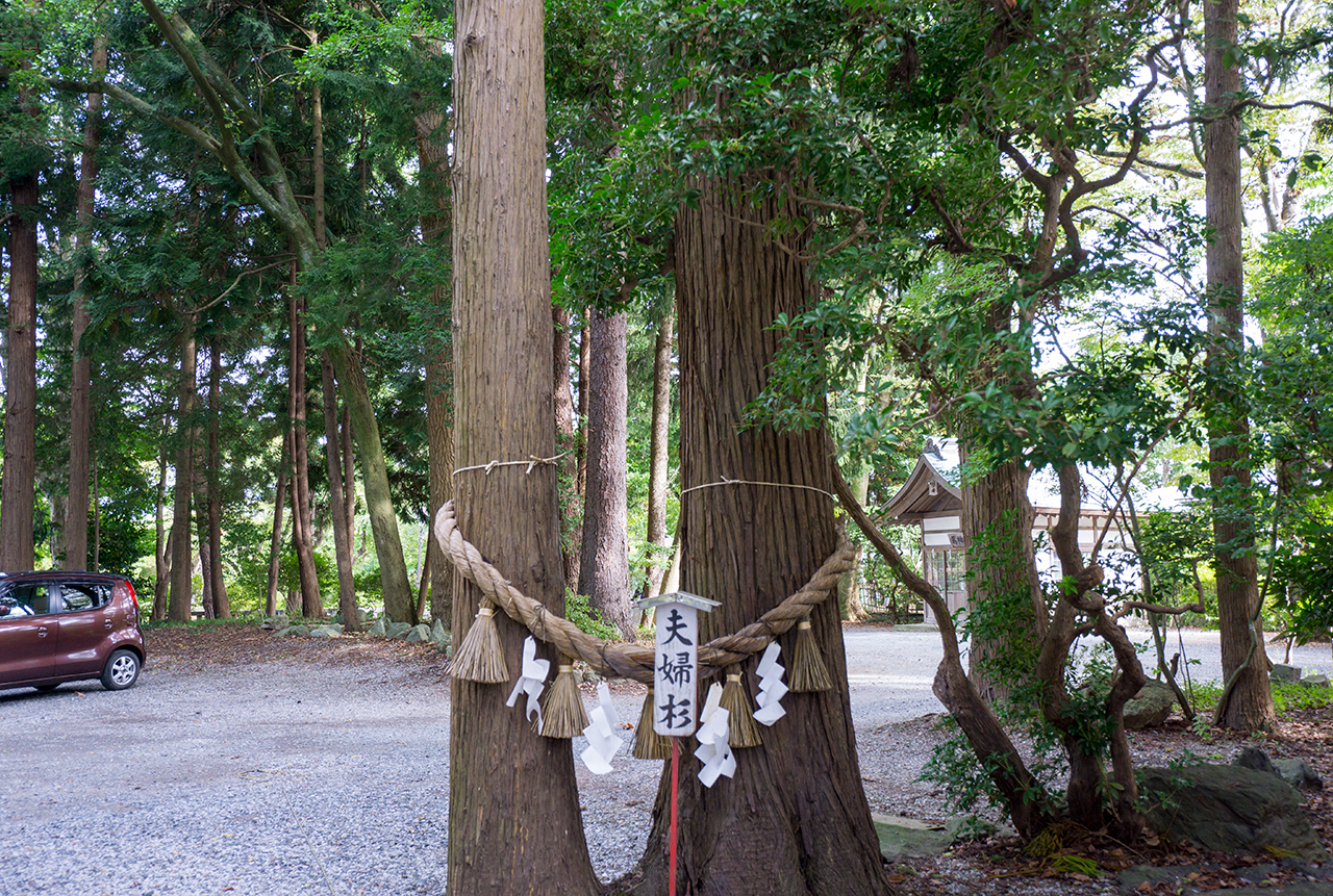 夫婦杉
