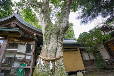 駒形神社 御神木