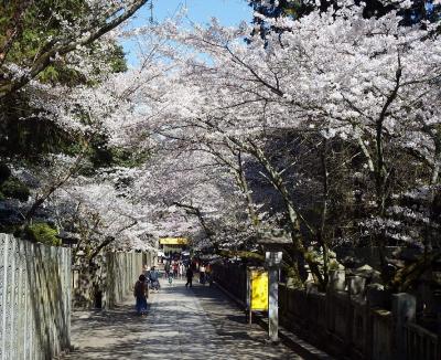 金刀比羅宮 桜の馬場