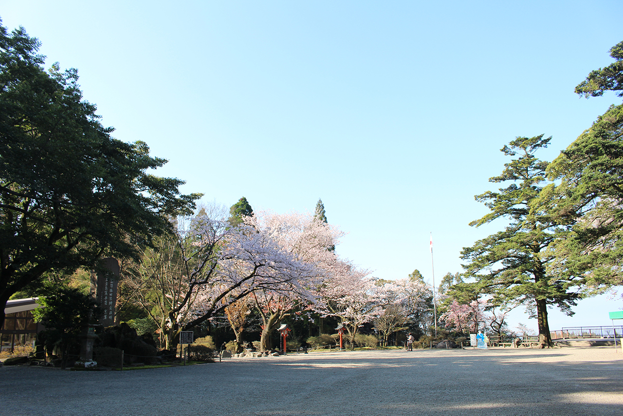 桜満開の霧島神宮