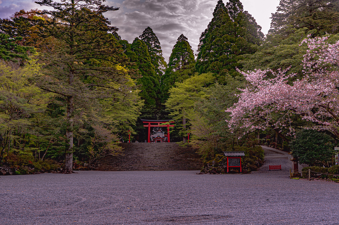 桜が咲いている霧島神宮の境内