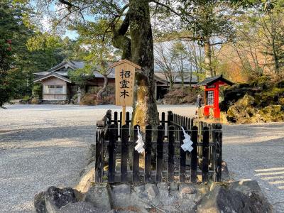 霧島神宮 招霊木