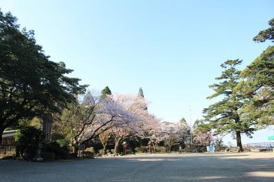 霧島神宮 桜満開の霧島神宮