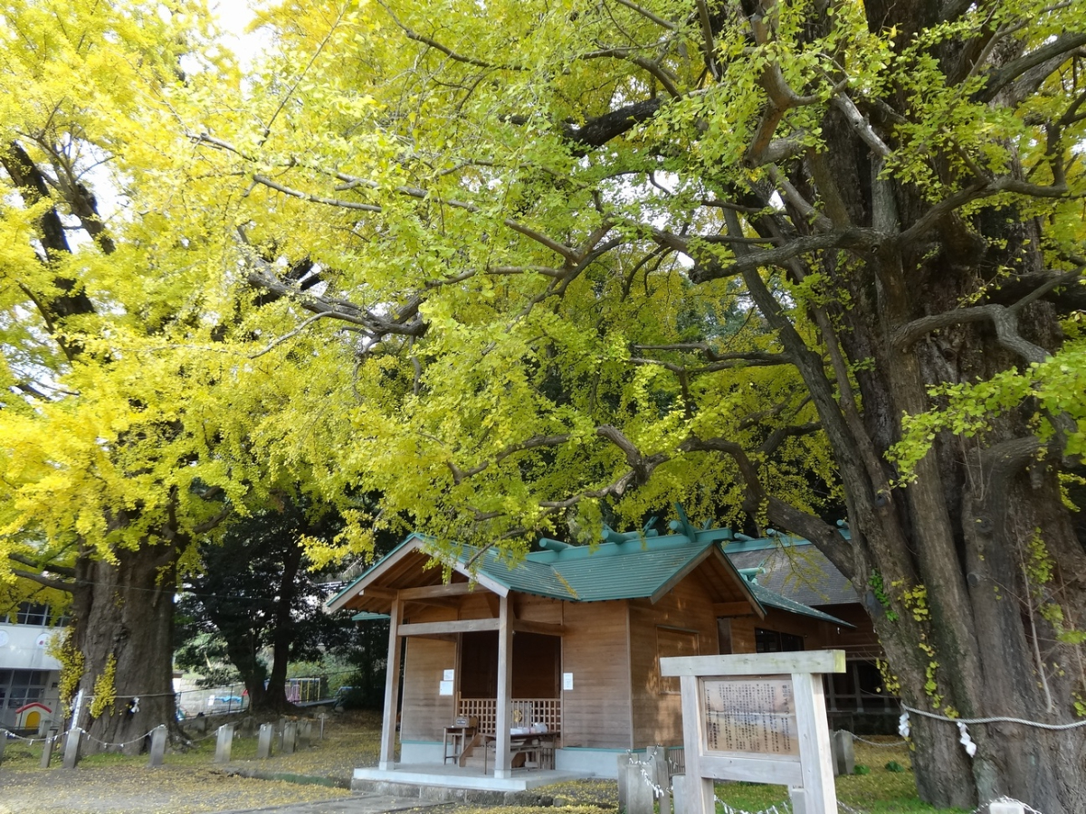 イチョウと社殿