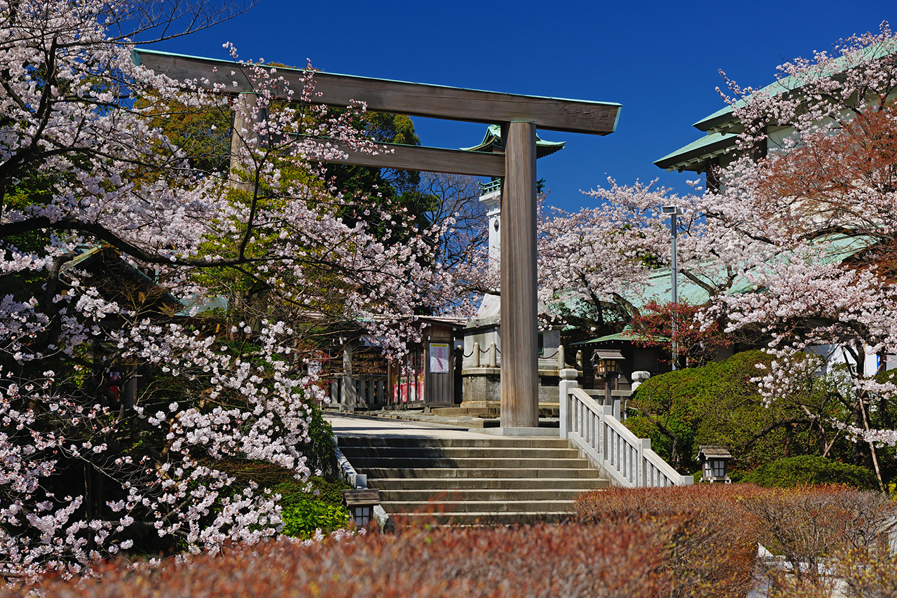 境内の桜