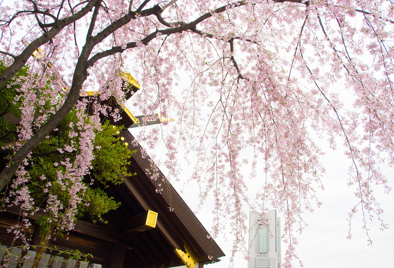 社殿と桜