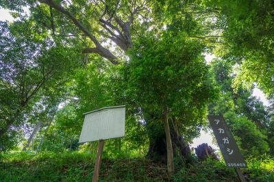 永谷天満宮 名木樫
