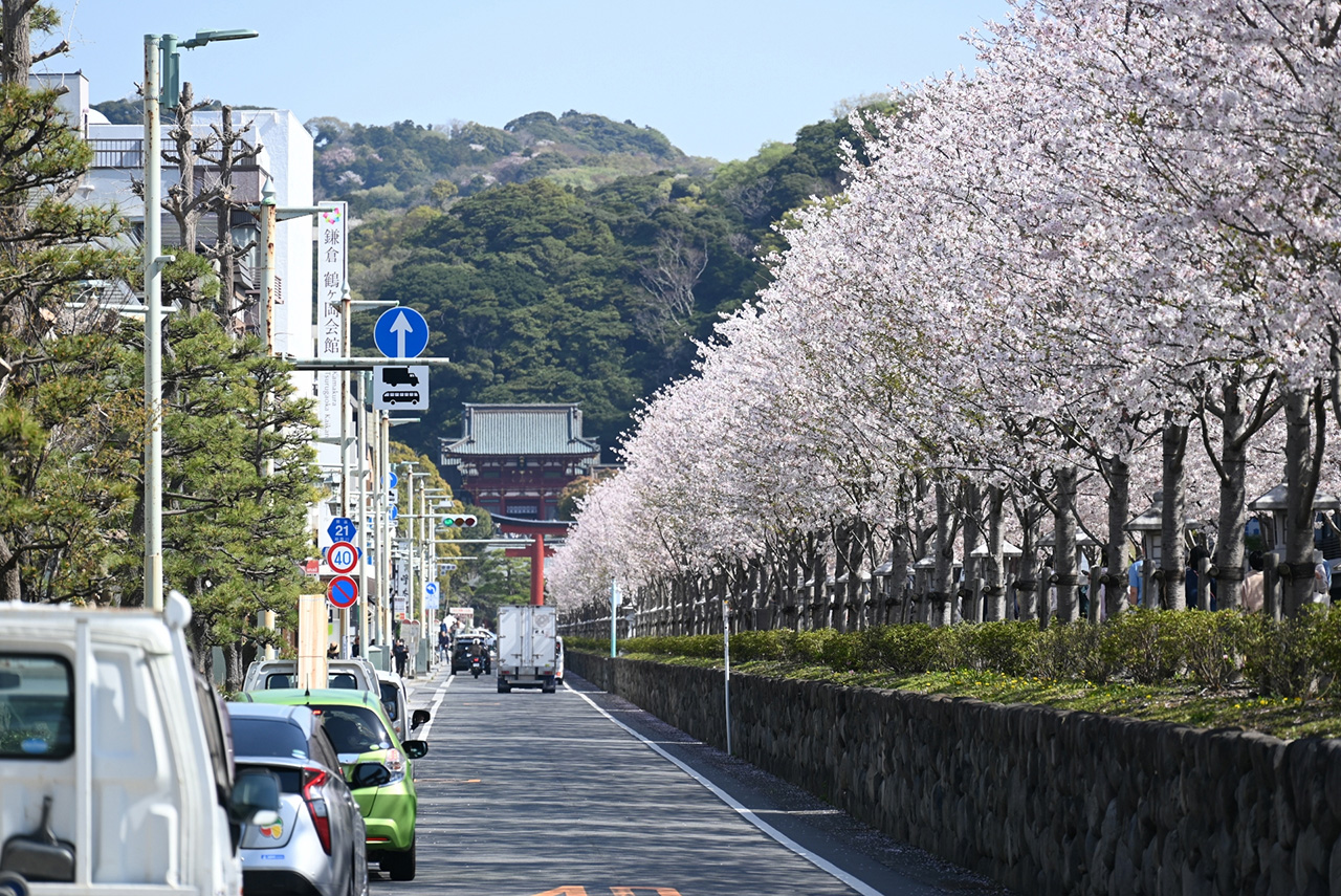 段葛の桜