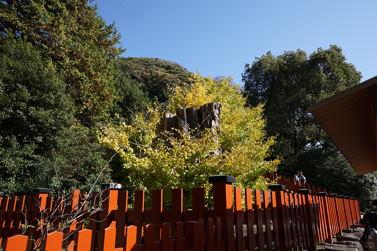 移植された子銀杏