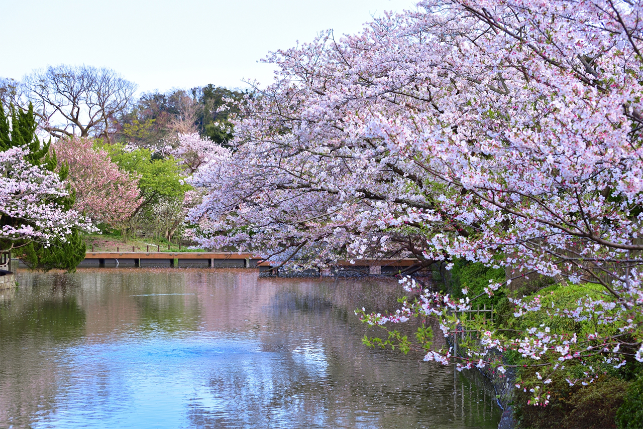 桜の季節の源平池