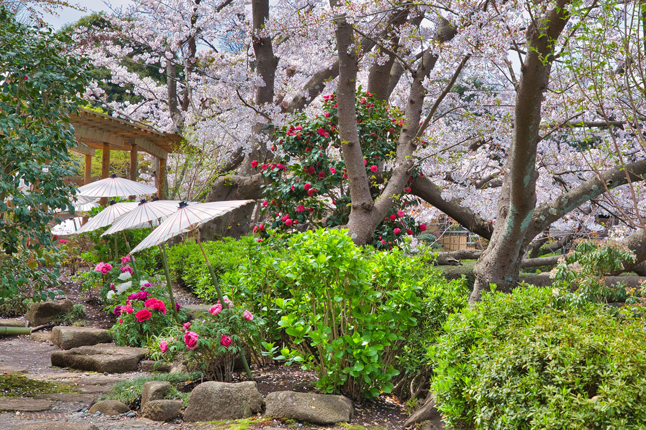 神苑ぼたん庭園 春