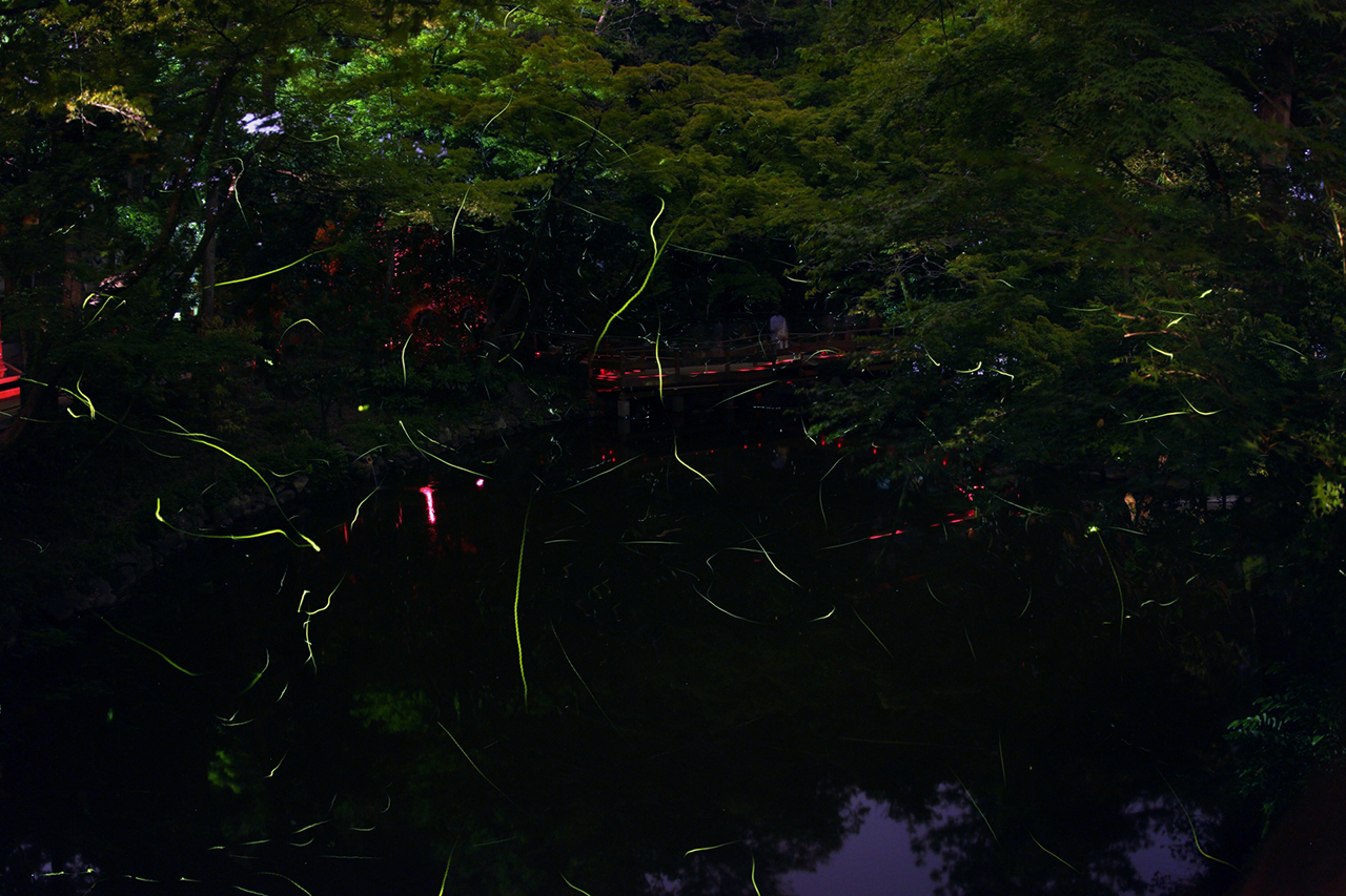 鶴岡八幡宮 柳原神池の蛍