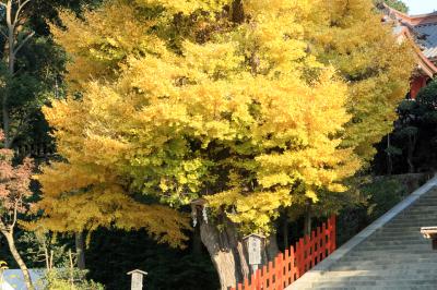 鶴岡八幡宮 昔あった大銀杏