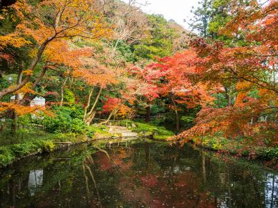 鶴岡八幡宮 柳原神池の紅葉