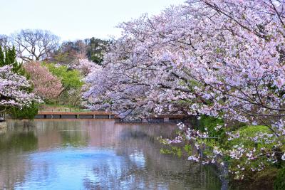 鶴岡八幡宮 桜の季節の源平池