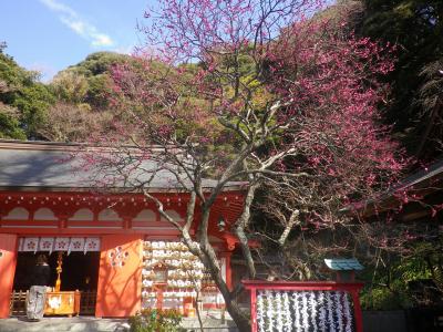 荏柄天神社 境内の梅