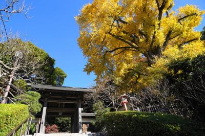 荏柄天神社 紅葉にしている黄金色の御神木の大銀杏