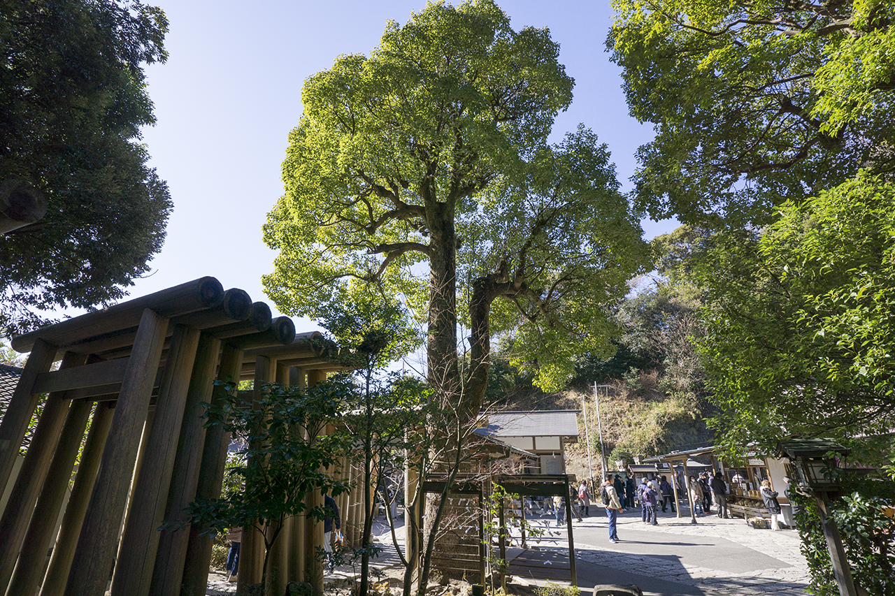 銭洗弁財天宇賀福神社 境内にある楠木