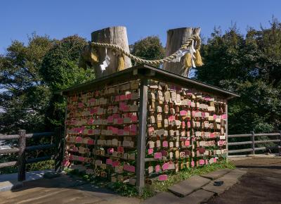 江島神社 むすびの樹