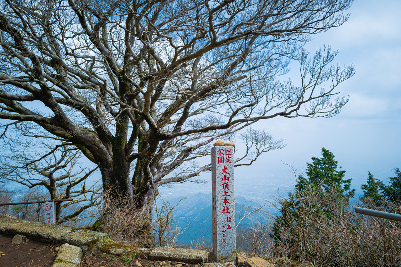 雨降木