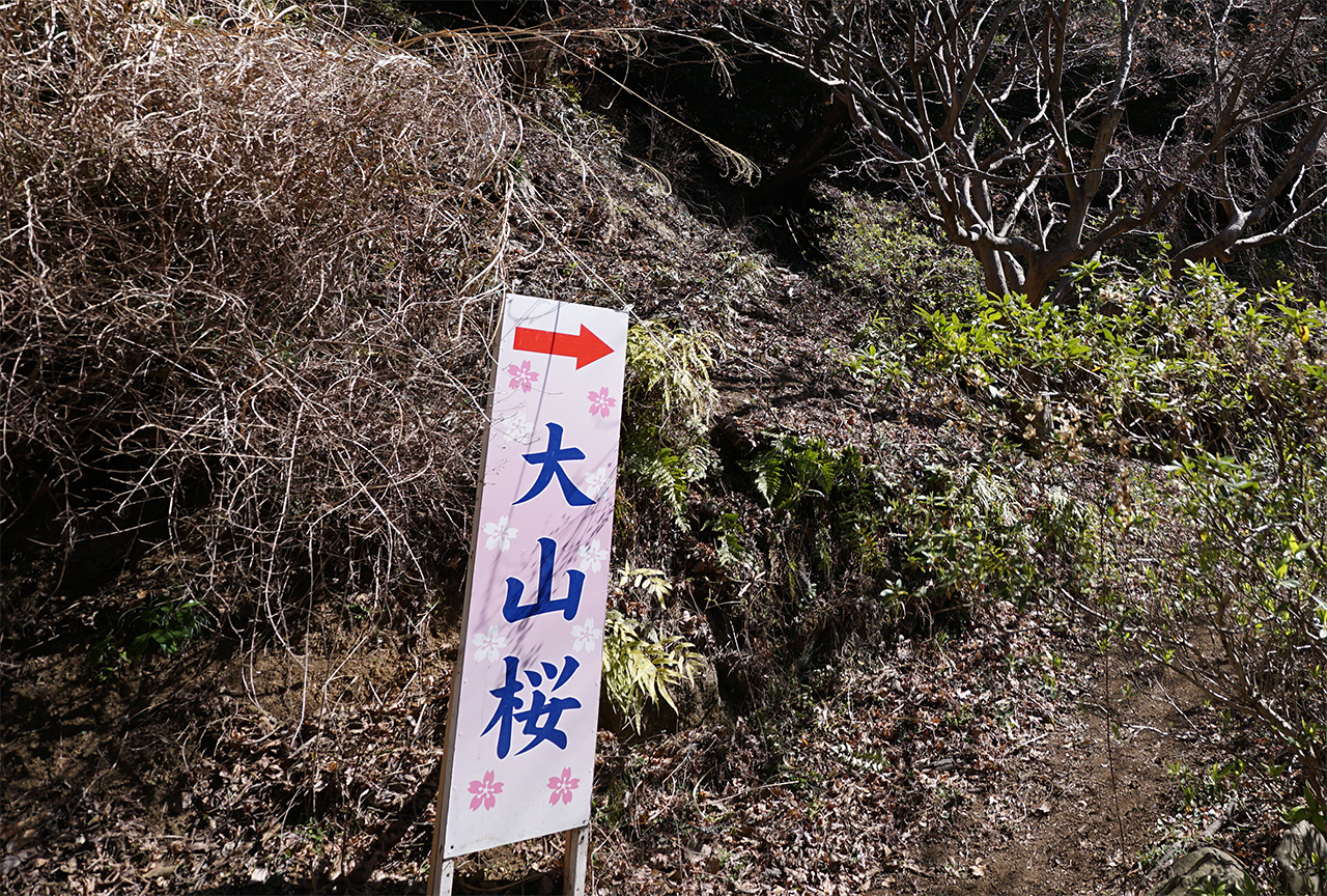 大山桜案内版