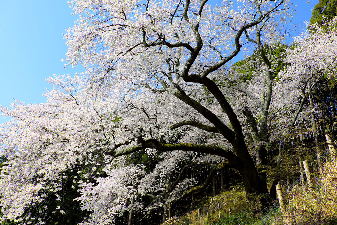 大山桜