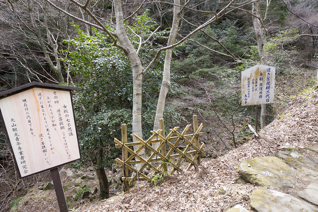 女坂の七不思議 逆さ菩提樹