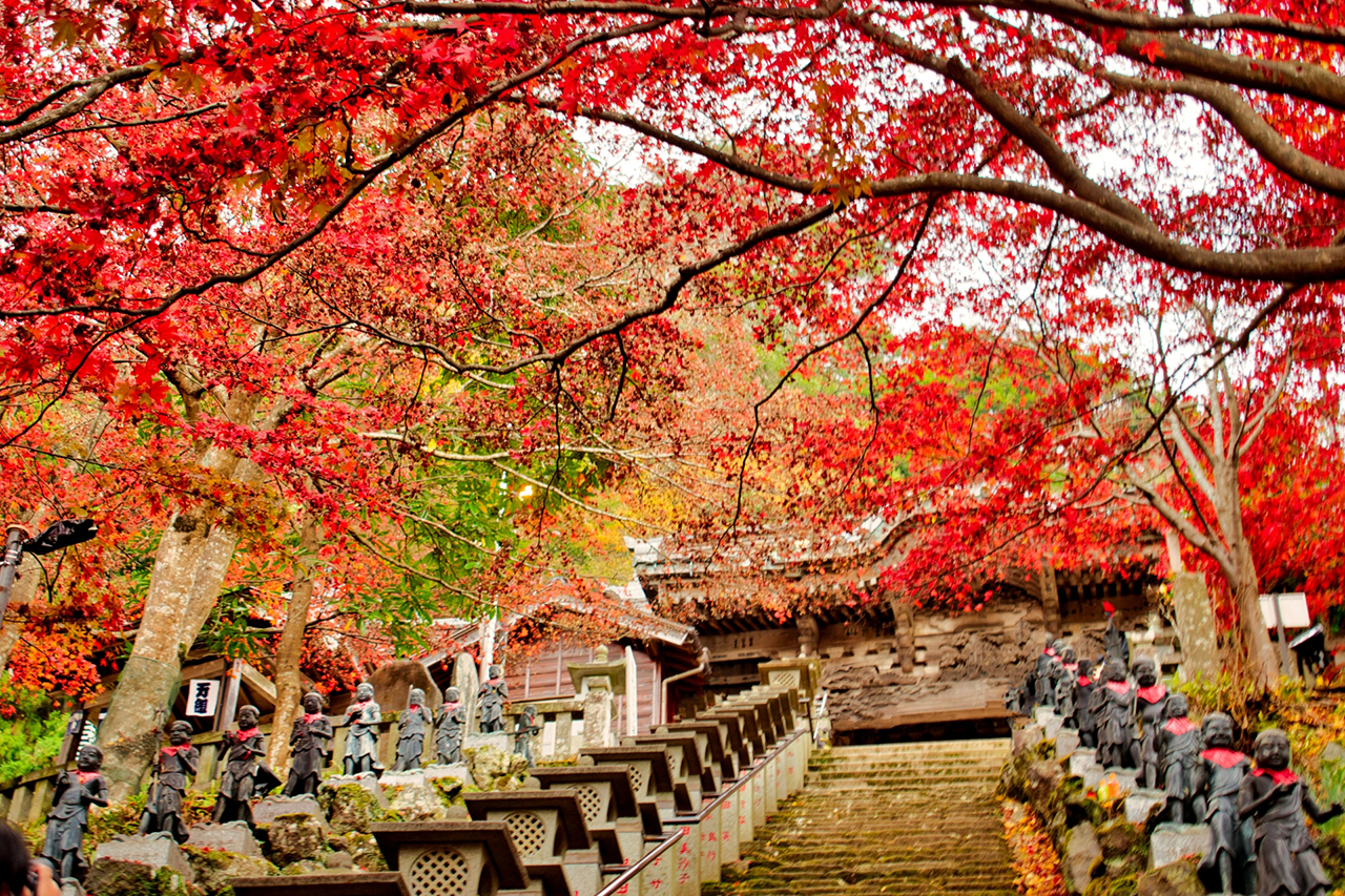 大山阿夫利神社 大山寺 紅葉