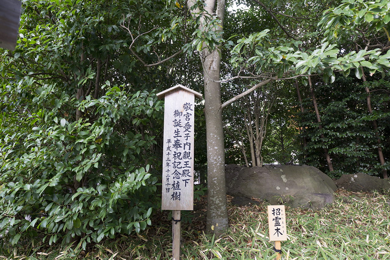寒川神社 招霊木