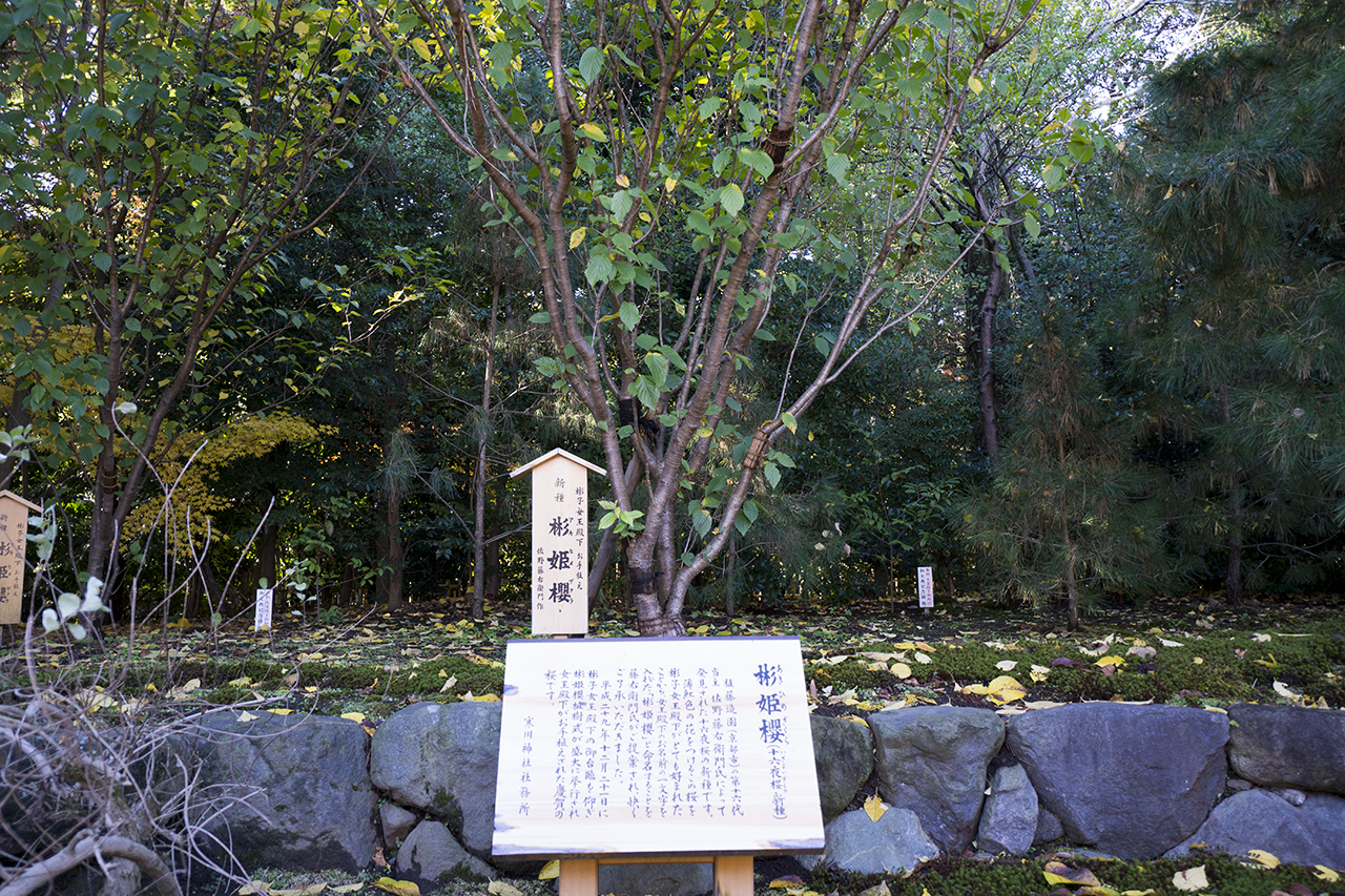 彬姫桜