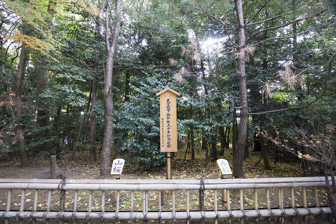 山桜と赤松