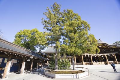 寒川神社 二本の御神木