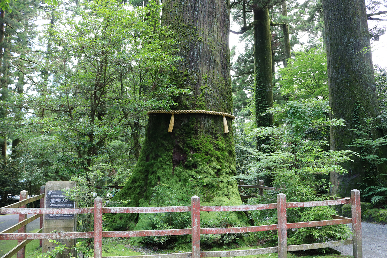矢立杉 正面