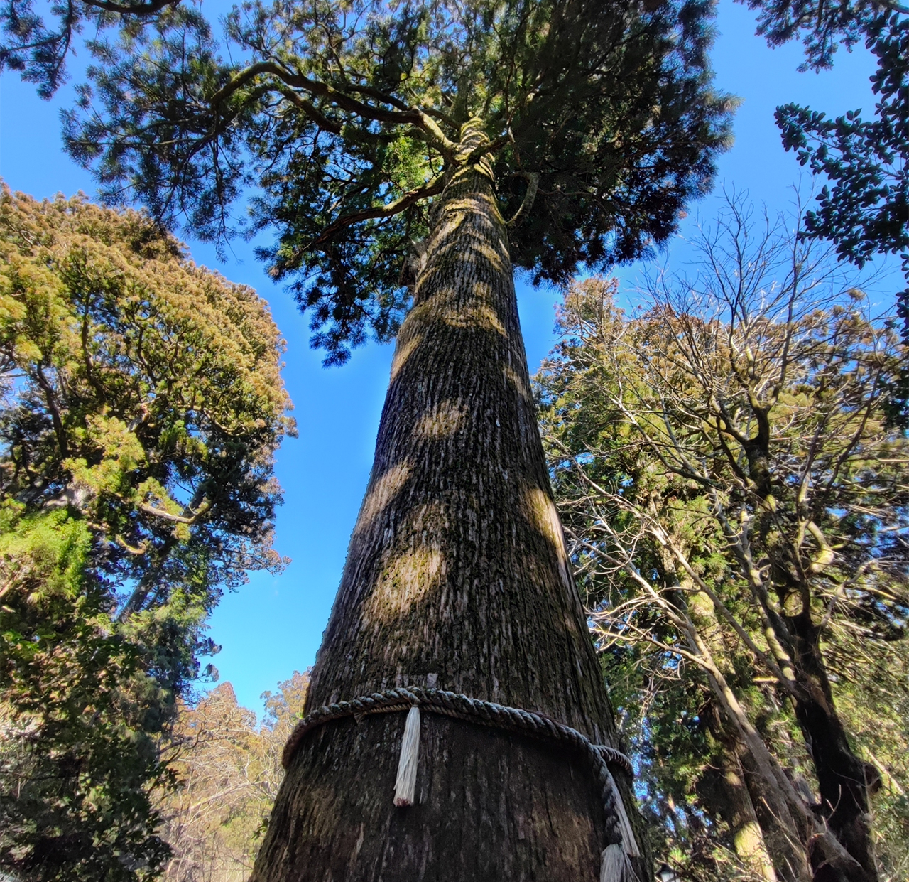 見上げた矢立杉