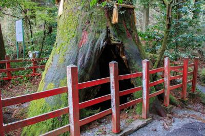箱根神社 安産杉 根元