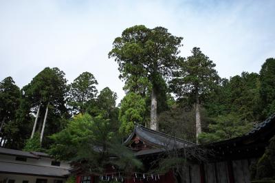 箱根神社 姫沙羅純林