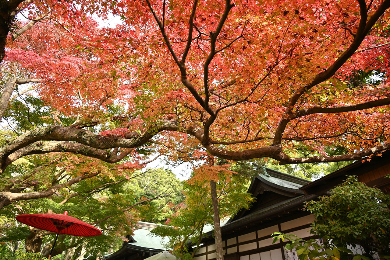 紅葉の境内