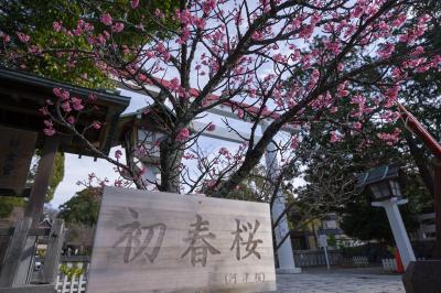 鎌倉宮 河津桜