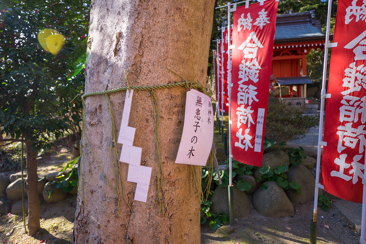合鎚稲荷社近くの御神木無患子（むくろじ）の木