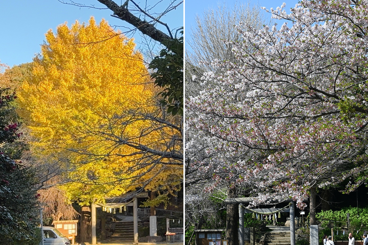 葛原岡神社の桜と紅葉