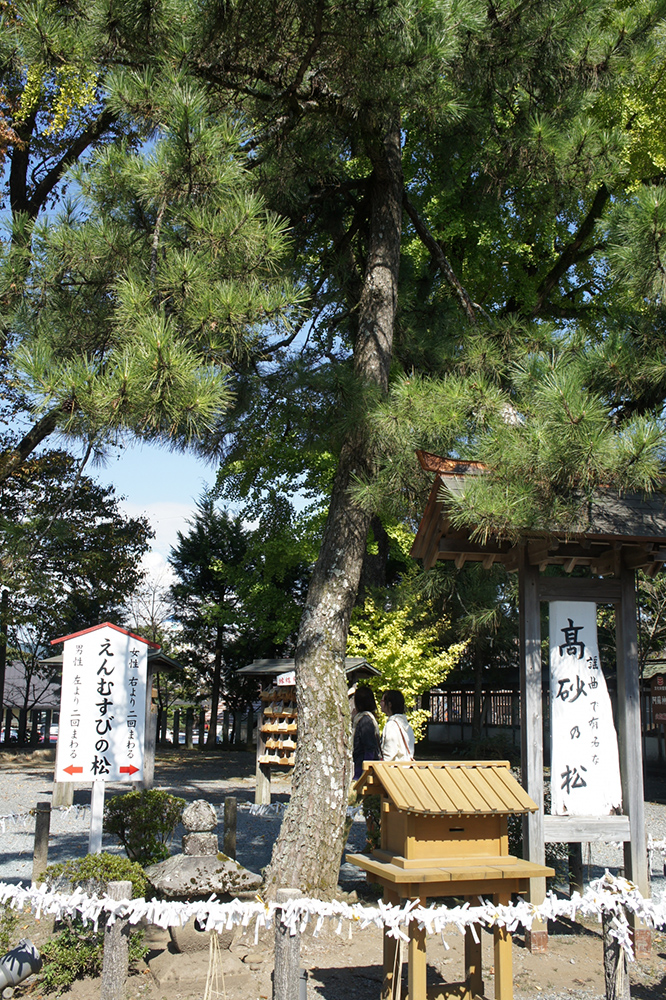 高砂の松