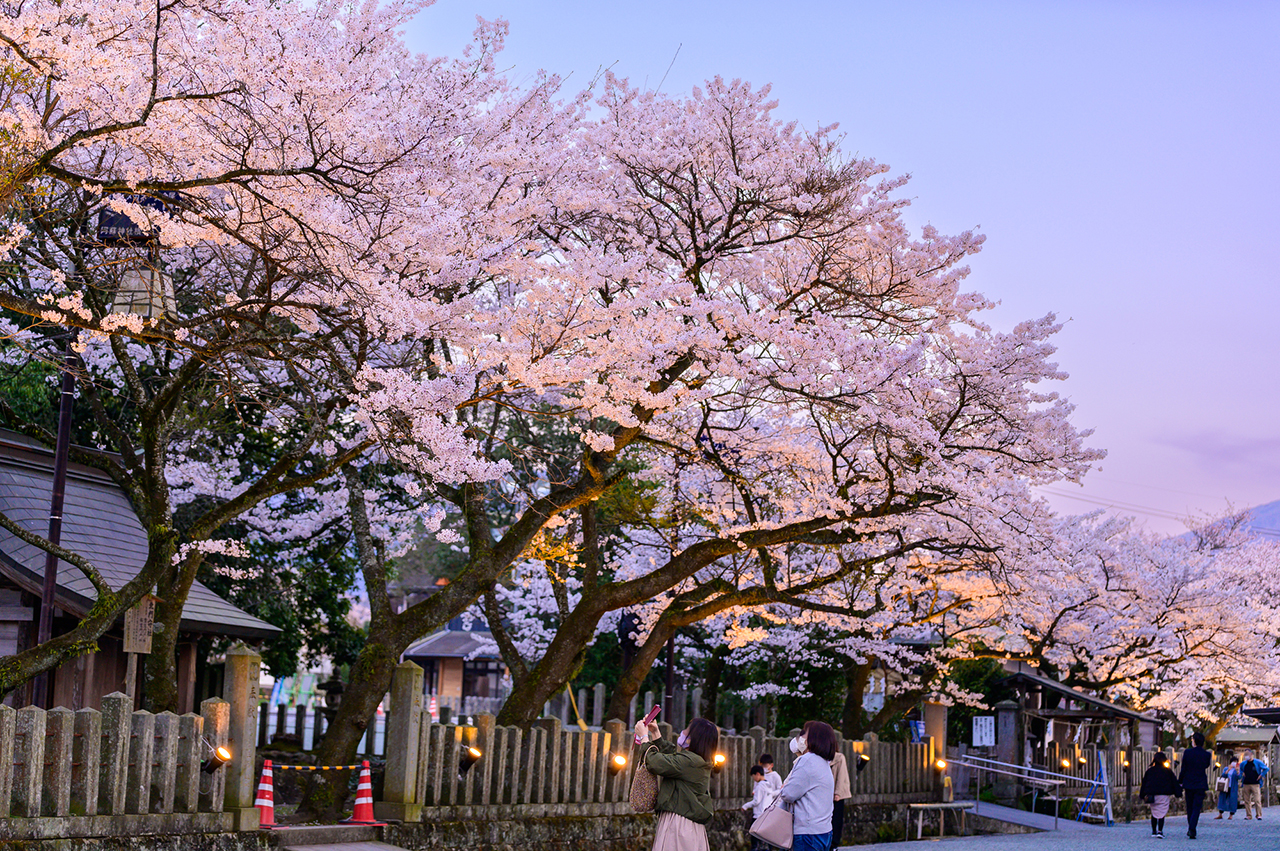 阿蘇神社の桜
