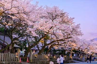 阿蘇神社 阿蘇神社の桜