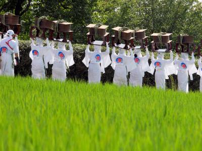 阿蘇神社 御田祭