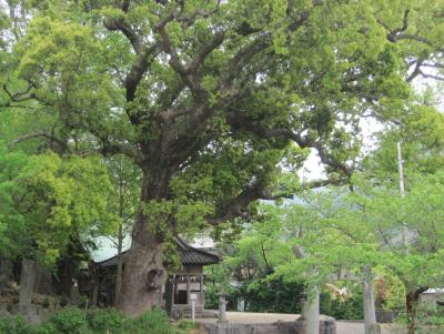 近津鹿島神社 巨木と拝殿