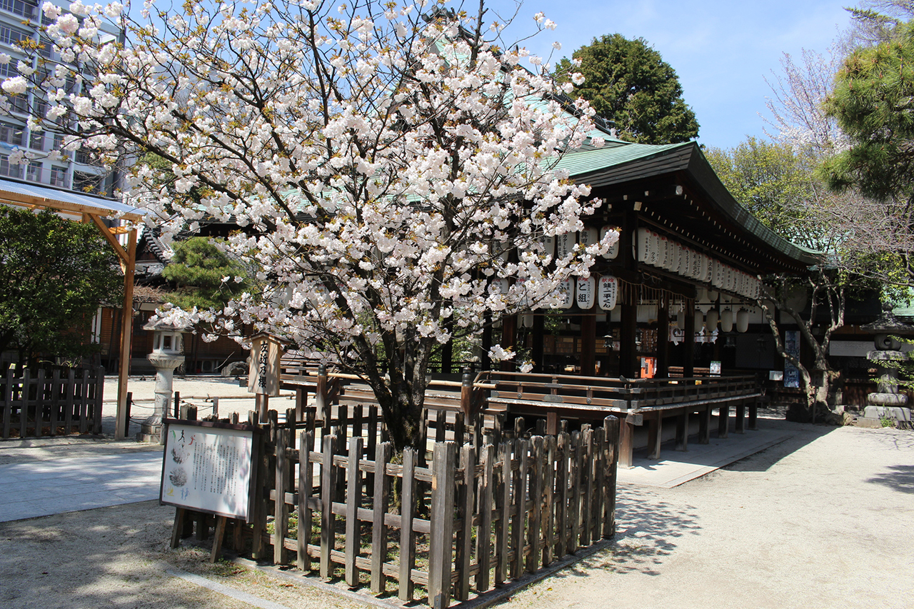 撫子桜（左近の桜）